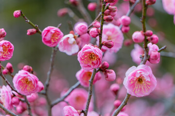 Fototapeta premium 満開の梅の花と蕾の美しい春の情景