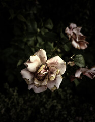 Dead rose nature