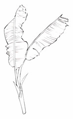 Banana Plant Sketch Line Art Illustration of Tropical Foliage