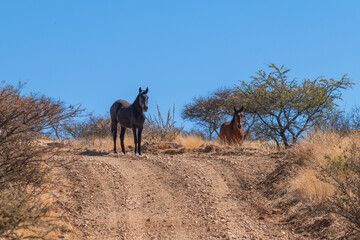 Fototapeta premium Chevaux sur un chemin de randonnée en Namibie