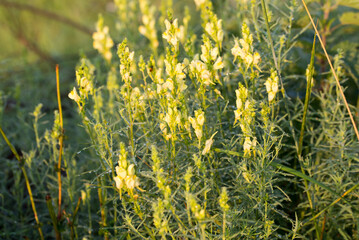  common toadflax, Linaria vulgaris, yellow flowers closeup selective focus