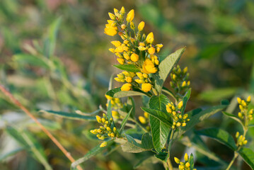 yellow loosestrife, Lysimachia vulgaris flowers closeup selective focus