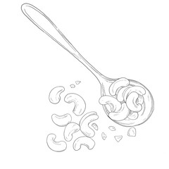 cashew nuts sketch illustration hand drawn