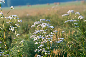  white flowers closeup selective focus