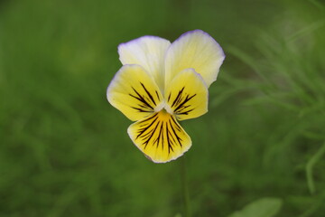 yellow Pansy flower on green background, 