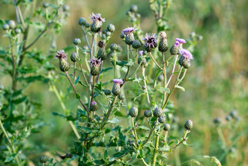 field thistle, Cirsium arvense meadow flowers closeup selective focus