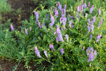 Vicia villosa, hairy vetch flowers closeup selective focus