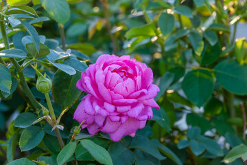 鮮やかなピンク色の薔薇の花と蕾
