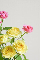 黄色とピンクのばら
