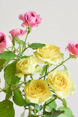 ピンクと黄色のばら
