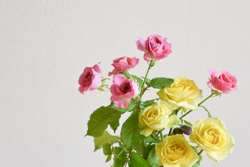 ピンクと黄色のばら