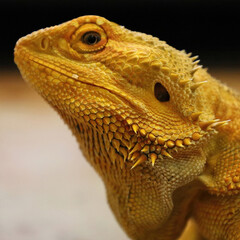 Bearded Dragon in Profile View