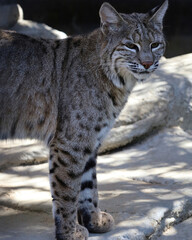 Sunlit Bobcat Mid-Step in Enclosure