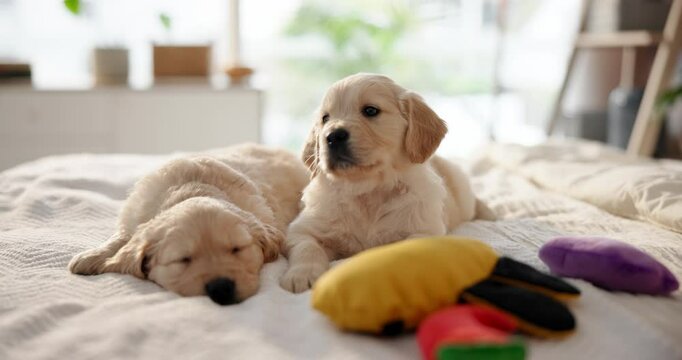Puppies, dogs and relax in bedroom in home for rest, comfort or pets sleeping together. Morning, puppy and cute animals on bed, cozy or canine companion with golden retriever on pillow after adoption