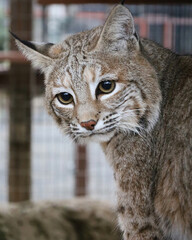 Bobcat Near Fence with Focused Gaze