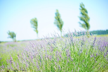  一面に広がる紫色のラベンダー畑、そよ風に揺れる花穂が淡い色彩のグラデーションを描き出す、穏やかで広大な風景写真。遠景には緑の木々が並び、柔らかな陽光が降り注ぎ、平和で癒やされる雰囲気を表現しています。青く澄んだ空が背景に広がり、ラベンダーの香りが漂ってくるような、自然の美しさを捉えた一枚です。