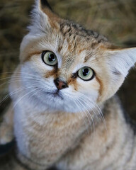 Sand Cat Looking Up with Wide Eyes