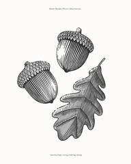Hand-drawn illustration of two acorns and an oak leaf in vintage engraving style. Black and white botanical sketch. Autumn and nature concept. Design for poster, banner, greeting card, invitation.