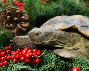 Tortoise with Holiday Decor