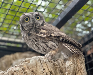 Screech Owl Perched Inside Enclosure