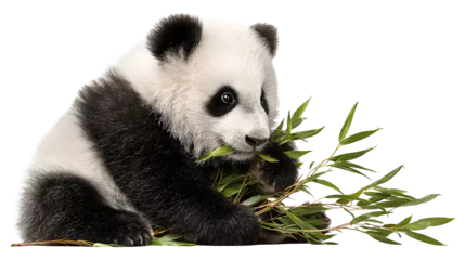 Fototapeten Panda Panda Eating Bamboo, isolated on transparent background  © Babar