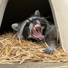 Yawning Raccoon on Straw Bedding