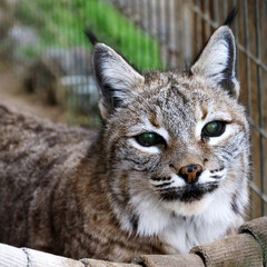 Bobcat Gazing Through Enclosure