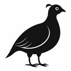 Obraz premium silhouette of a pigeon