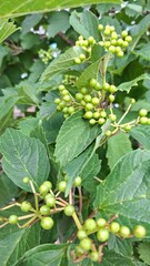viburnum shrub with green leaves and green unripe berries, summer season