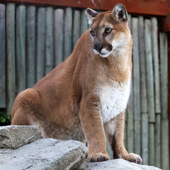 Mountain Lion Standing on Rock