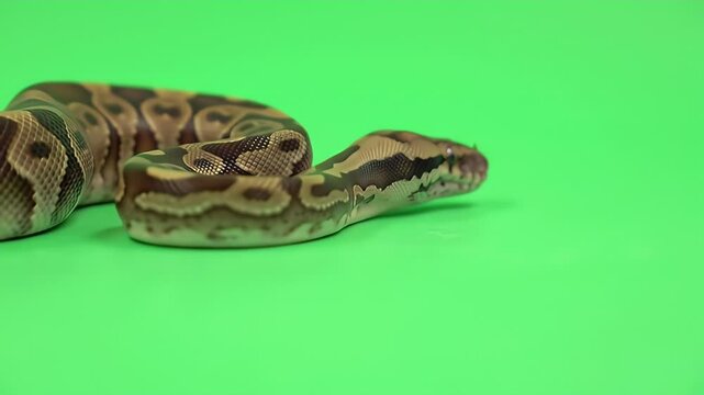 Ball Python on Green Screen - Exotic Pet Close-Up