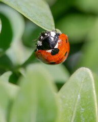 Ladybug on green leaf, macro photography close-up in of insect in nature
