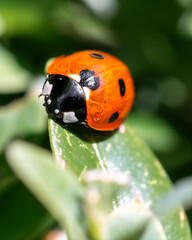 Ladybug on green leaf, macro photography close-up in of insect in nature