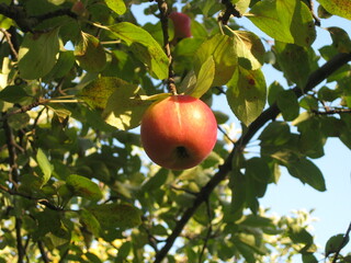 Türkiye's famous Amasya red apple