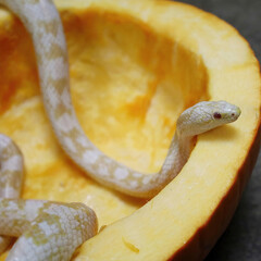 Snake Emerging from Pumpkin Hollow