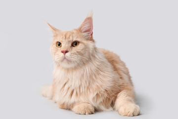 Cute Maine Coon cat lying on grey background
