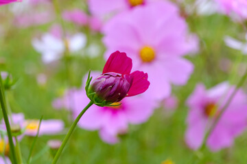 開花直前の濃いピンクのコスモスのつぼみ