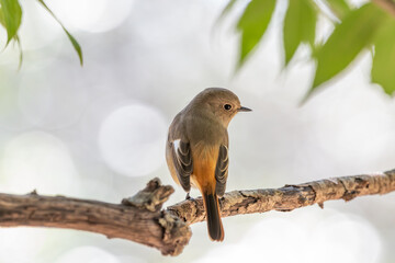 枝にとまるジョウビタキのメス