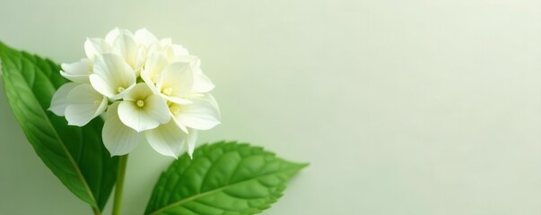 Single white hydrangea blossom, vibrant green leaves, minimalist backdrop, purity, background