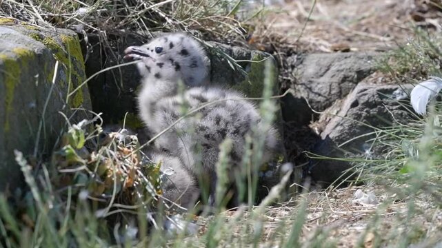 Herring Gull Chicks