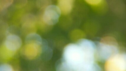 Abstract blurred image capturing the verdant hues of tropical flora in West Java, creating a soothing and organic bokeh effect.