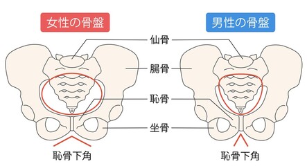 男性と女性の骨盤