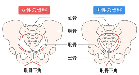 男性と女性の骨盤