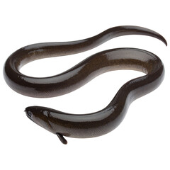 Close up dark brown eel isolated transparent background aquatic animal underwater wildlife