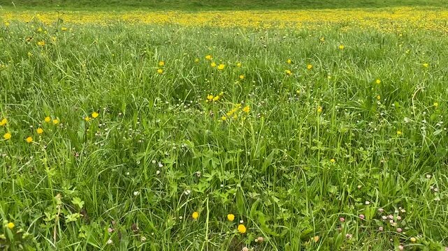 Prairie au printemps