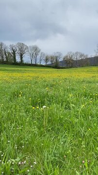 Prairie au printemps