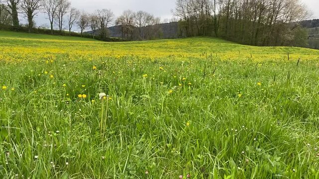 Prairie au printemps