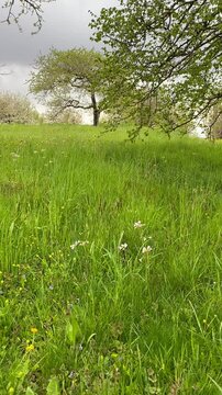 Prairie au printemps