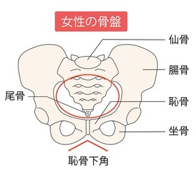 女性の骨盤