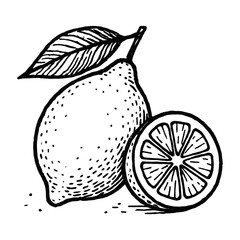 Vintage lemon sketch illustration vector